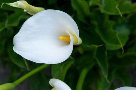 calla tatuaggio significato|Svelato il significato e i disegni simbolici del tatuaggio Calla Lily